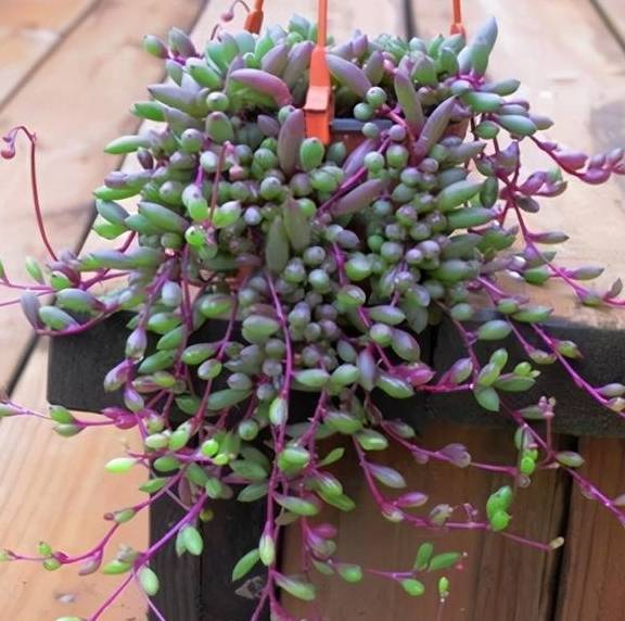 新花月锦植物如何养殖？适合哪些土壤和光照