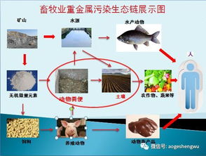饲料中重金属污染的来源有哪些？如何确保动物饲料的安全？