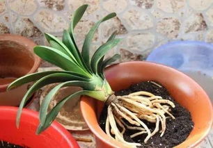 “君子兰换盆秘籍，快速成爆款，养植指南！”