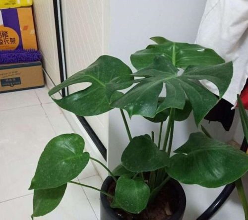 种植龟背竹最适合使用哪种土壤？
