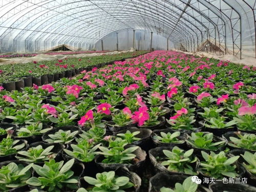 玫瑰：浪漫的花儿，温馨的家