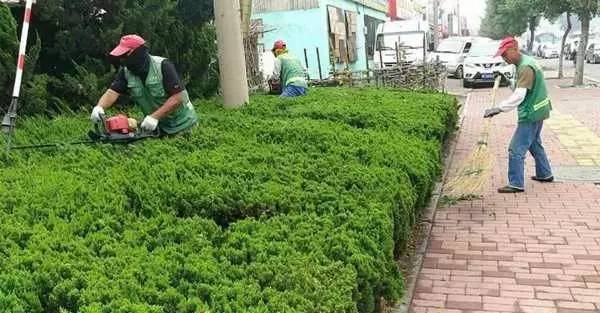 园林绿化林地除草剂，有哪些是专门用于除草根的？