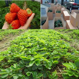 大宝绿化苗木场的故事