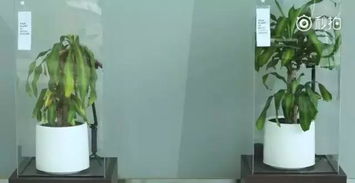 塑料袋对植物生长影响探究：阳光下放置的隐患