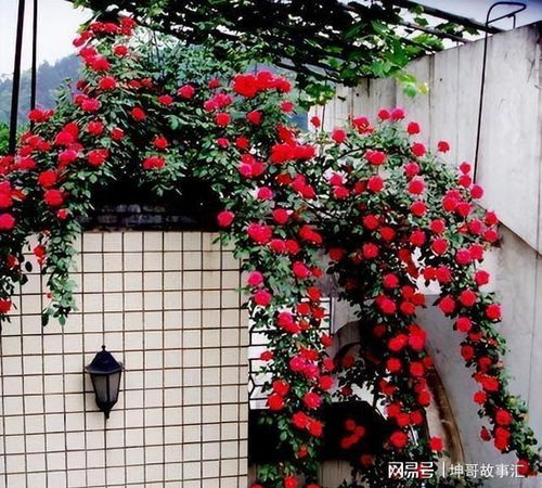 三、 红木香：爬藤植物，美化庭院