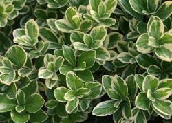 北亚热带落叶、常绿阔叶混交林区