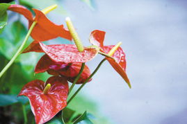 春天踏青，哪朵花先报到？