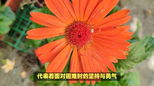 非洲菊的花语究竟蕴含着怎样的神秘寓意