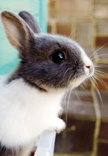 兔饲料中添加葡萄糖对兔子的消化吸收和能量补充有何具体益处？