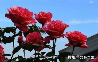 过冬， 先修剪，再入室