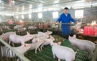 如何区分猪的划水行为和尖叫，以及脑炎链球菌和伪狂犬病？