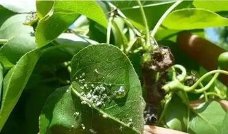 齐河绿士牌甲维盐：如何有效灭抗性蚜虫，适用于哪些果蔬用药？