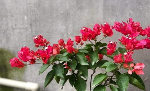 浇水方法有讲究，三角梅开花梗美丽