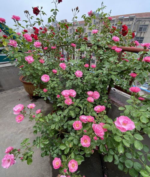 月季换完盆僵苗不长？注意这“3点”， 新芽疯长花苞蹭蹭冒