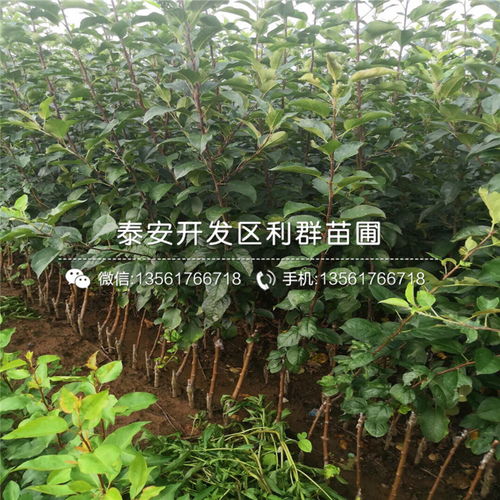 红枫树苗的养护要点