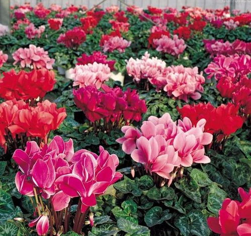 啤酒擦拭叶片的注意事项