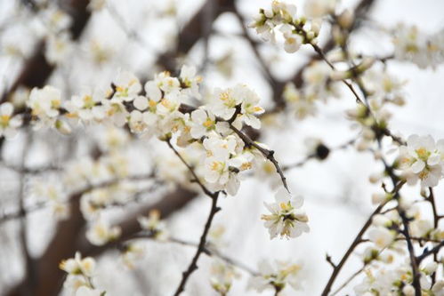 迎春花先开的原因