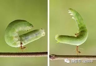 虫螨腈杀螨虫效果佳，还有哪些害虫能防治