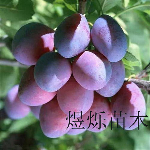 李子三早栽培技术，旨在缩短生长周期
