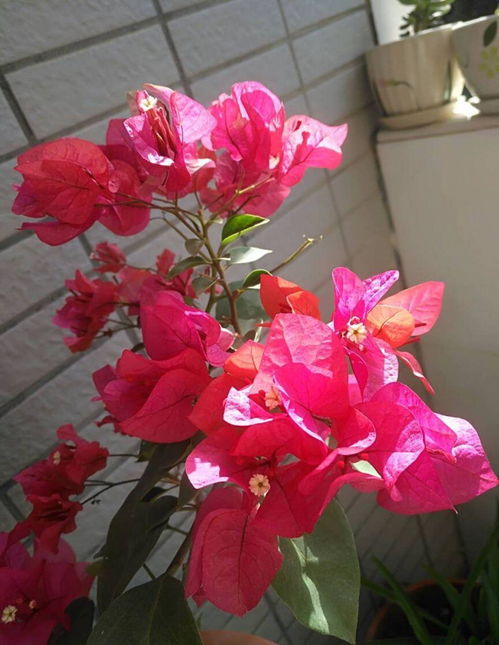 凌霄花冬天会掉叶子吗？