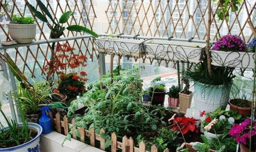 花儿在阳台上摆放有什么讲究吗?