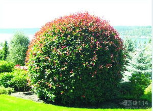 树桩杀虫剂如何使用，红叶石楠树枝内部驻虫该如何有效处理？