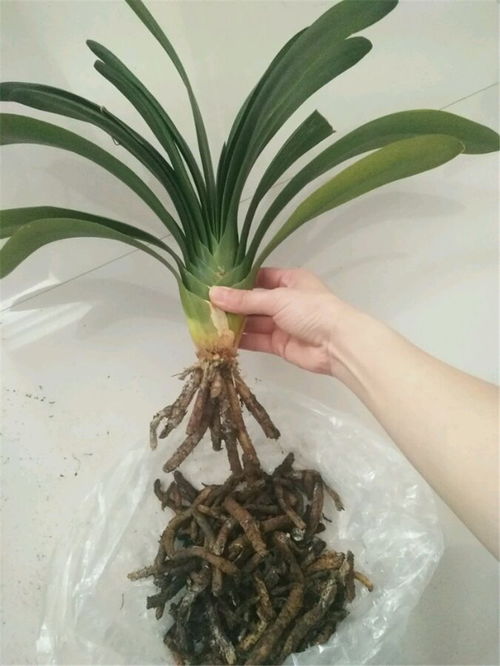 海芋总黄叶烂根怎么办？家庭养护需要注意哪5个关键点