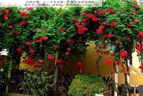 凌霄花在游戏中的出现
