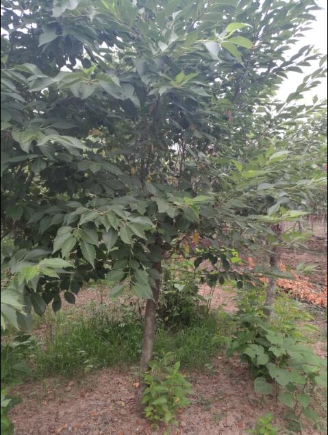 银杏树苗， 价格查询哪家强