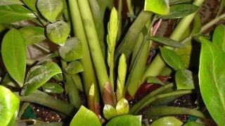 最适合凤尾竹生长的肥料是什么？有没有推荐的最佳肥料品牌或类型