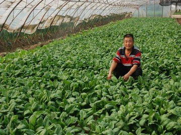菠菜：绿色健康， 营养丰富