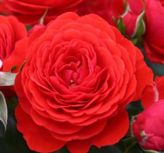 橙色花环月季：一款阳台月季的新宠