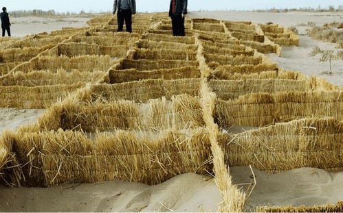 沙漠里的绿色奇迹：耐旱草种大揭秘