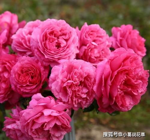 保持花朵新鲜的小技巧