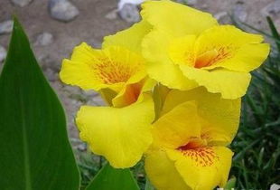 美人蕉过冬的小贴士