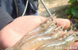 濑屎虾的净化方法