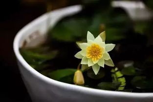 溪黄草茶，清热解毒