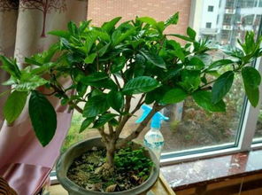 四、 中性植物与阳性植物