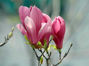 别被专用育苗土忽悠