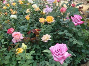 美化环境，提升景观