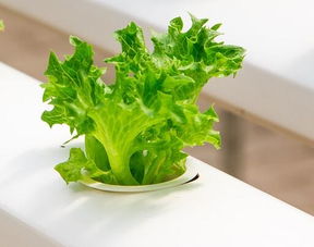 9. 农村菜地里的生菜、 苦菊、茼蒿