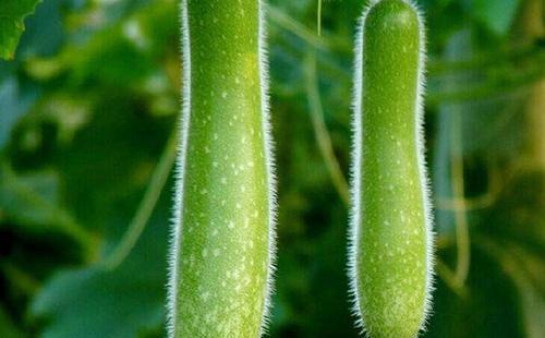 瓠瓜在什么季节种植最适宜？瓠瓜种植技术和管理要点有哪些