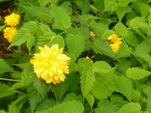 棣棠花的繁殖方法