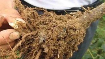 椰子泻血病，防治有妙招