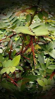 皂角树种子秋天的播种大揭秘