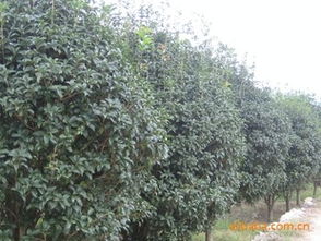 四、网购桂花树苗价格实惠