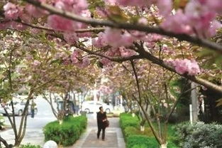 东北的春花：槐树、 玉兰、泡桐