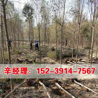 大叶女贞扦插繁殖小秘籍