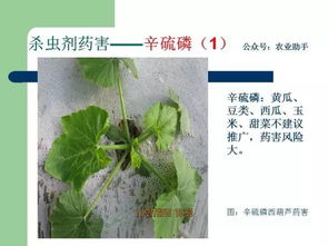 土壤粘重、 排水不良，发病较重