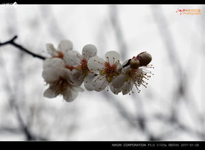 乌梅花独特之处
